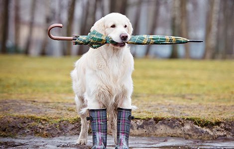 Prognoza ANM: Vremea va fi, in general, rece si ploioasa