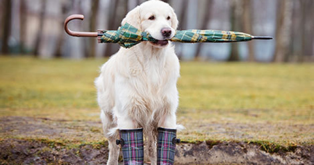 Prognoza ANM: Vremea va fi, in general, rece si ploioasa