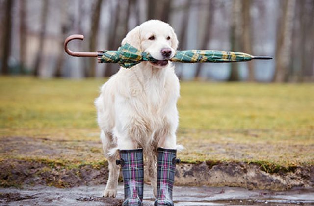 Prognoza ANM: Vremea va fi, in general, rece si ploioasa pe durata urmatoarelor doua saptamani