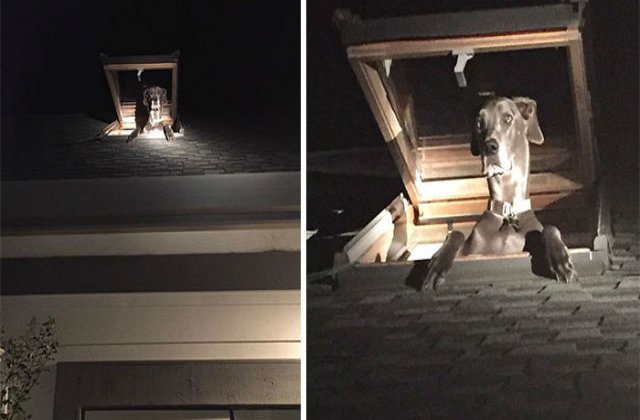 [FOTO] A sunat politia, crezand ca a intrat un hot in casa. Ce a descoperit apoi