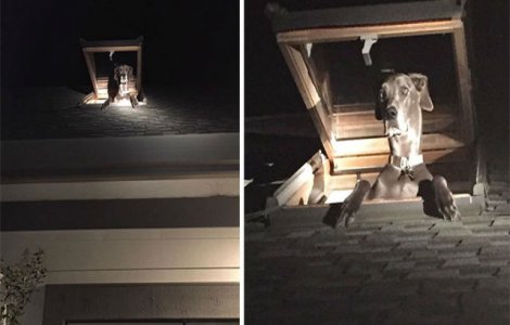  Foto  A sunat politia, crezand ca a intrat un hot in casa. Ce a descoperit apoi