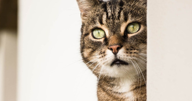  Top  Curiozitati despre pisici. Tot ce NU STIAI despre indragitele feline