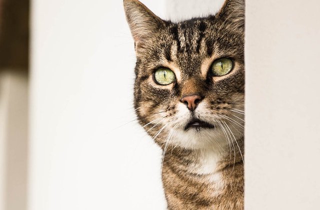 Curiozitati despre pisici. Tot ce NU STIAI despre cele mai iubite feline