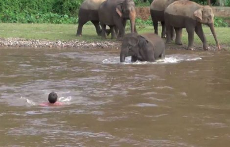 Un pui de elefant a salvat un barbat de la inec