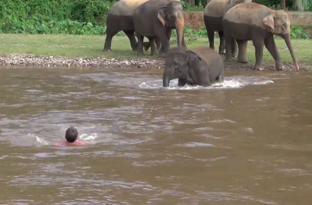 [VIDEO] Un pui de elefant a salvat un barbat de la inec