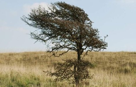 Cod GALBEN de vant in doua judete