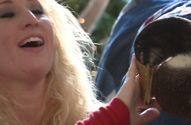 [VIDEO] Cum a ajuns un ratoi cel mai bun prieten al unei femei, dupa un accident