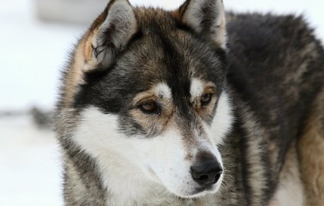 Povestea cainilor care au salvat un oras de la disparitie