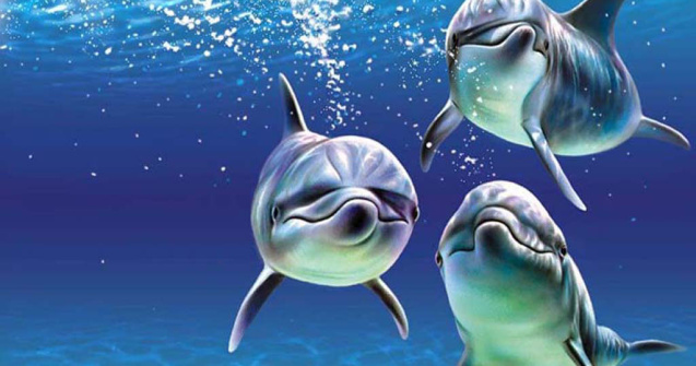 Delfinii ar putea comunica cu oamenii