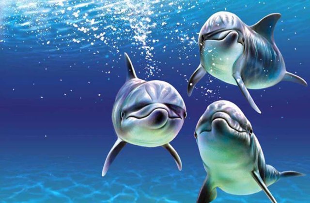 Delfinii ar putea comunica cu oamenii