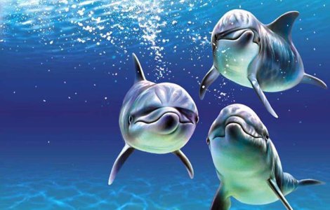 Delfinii ar putea comunica cu oamenii