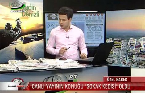 O pisica a intrat intr-un studio TV. Reactia prezentatorului