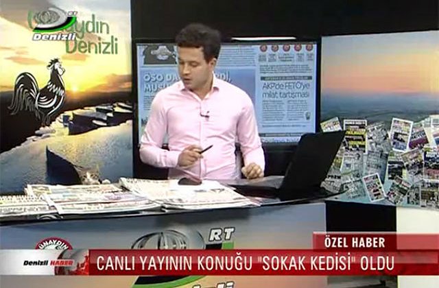 [VIDEO] O pisica a intrat in studioul unei televiziuni. Ce a facut prezentatorul