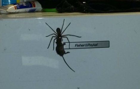 Ai mai vazut asa ceva? Un paianjen cara dupa el un soarece