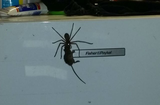 [VIDEO] Ai mai vazut asa ceva? Un paianjen cara dupa el un soarece