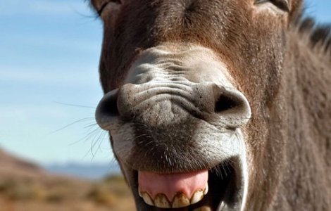  Top  Cele mai amuzante 10 bancuri cu animale