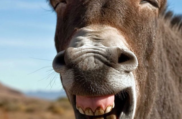 Cele mai amuzante 10 bancuri cu animale