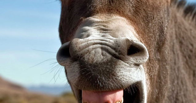  Top  Cele mai amuzante 10 bancuri cu animale