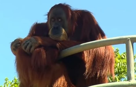 Cel mai batran urangutan din lume a implinit varsta de 60 de ani
