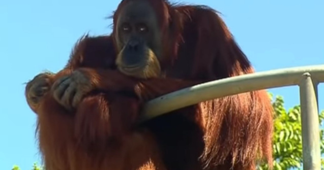 Cel mai batran urangutan din lume a implinit varsta de 60 de ani