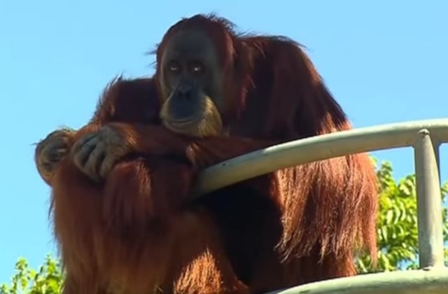 [VIDEO] Cel mai batran urangutan din lume a implinit varsta de 60 de ani
