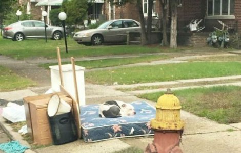 Un caine si-a asteptat timp de o luna familia care l-a abandonat