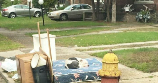 Un caine si-a asteptat timp de o luna familia care l-a abandonat