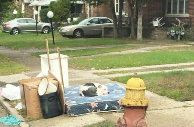 [VIDEO] Un caine si-a asteptat timp de o luna familia care l-a abandonat