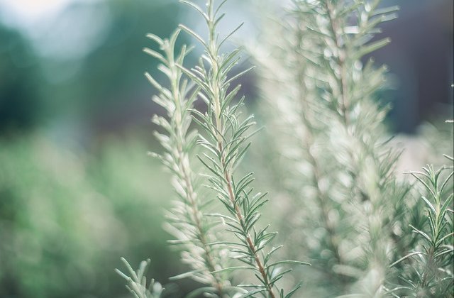 Condimentul care te ajuta sa-ti imbunatatesti cu pana la 75% memoria