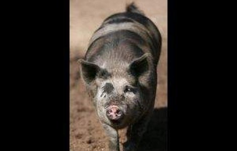 Parasita de sot pentru ca nu se spala