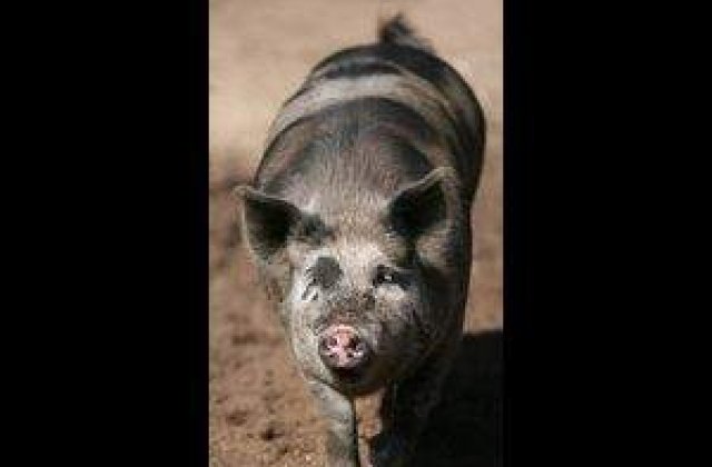 Parasita de sot pentru ca nu se spala