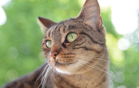 Motivul pentru care pisicile cad intotdeauna in picioare