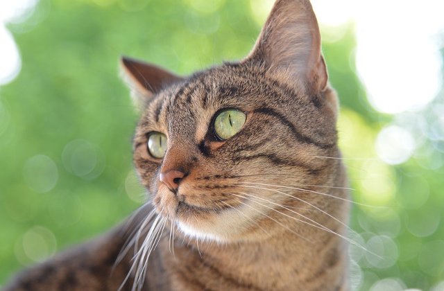 Motivul pentru care pisicile cad intotdeauna in picioare