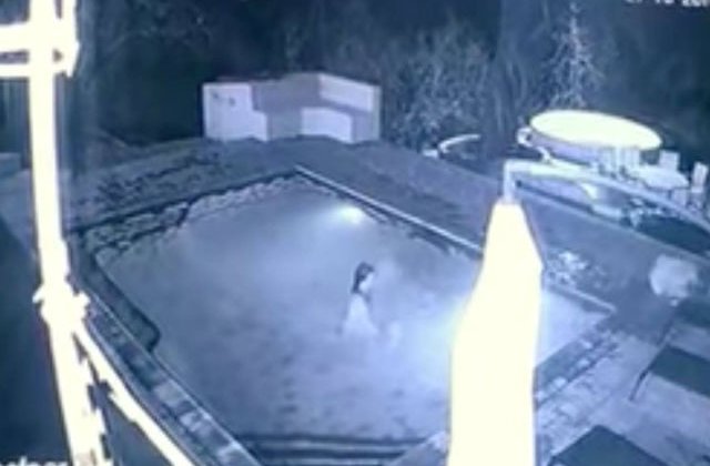 [VIDEO] Momentul terifiant in care un crocodil a atacat un cuplu in piscina hotelului
