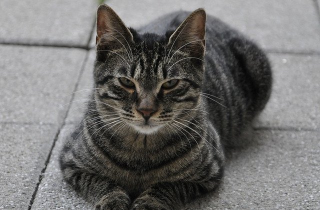 Povestea care a induiosat o lume intreaga: O pisica nu paraseste mormantul stapanei decedate de un an