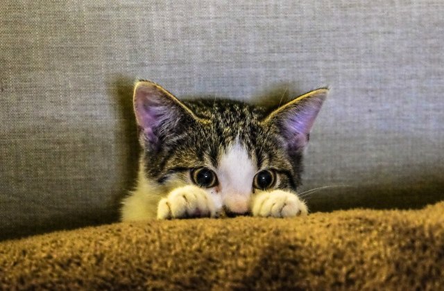 Razi cu lacrimi! 10 poze cu pisici care iti vor face ziua mai frumoasa