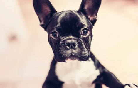  Top  Cum sa nu-i indragesti? Cei mai FRUMOSI caini, in ipostaze amuzante