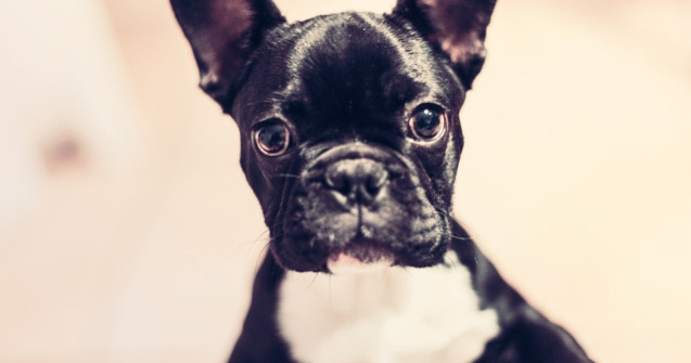  Top  Cum sa nu-i indragesti? Cei mai FRUMOSI caini, in ipostaze amuzante