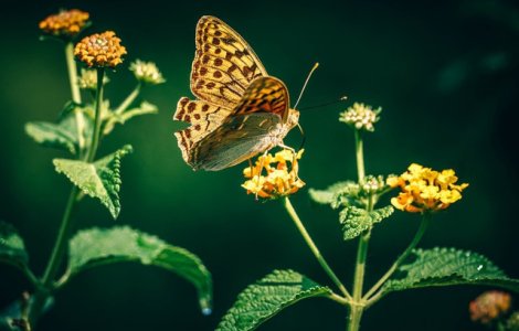 Fluturii, in pragul extinctiei din cauza schimbarilor climatice