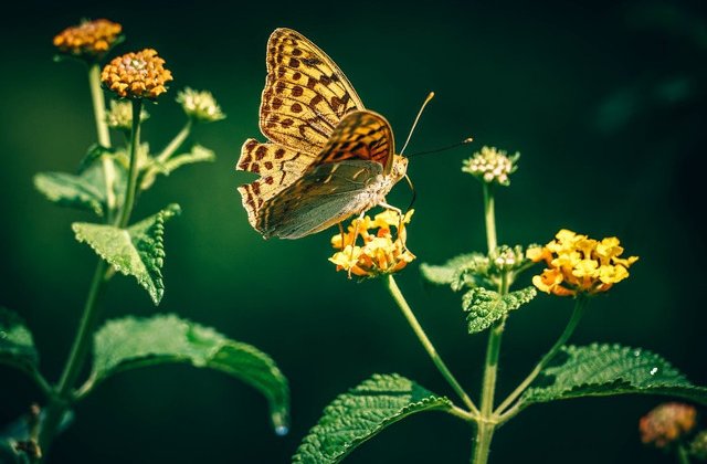 Fluturii, in pragul extinctiei din cauza schimbarilor climatice
