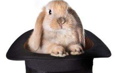 Un iepure si-a salvat stapanii dintr-o casa in flacari