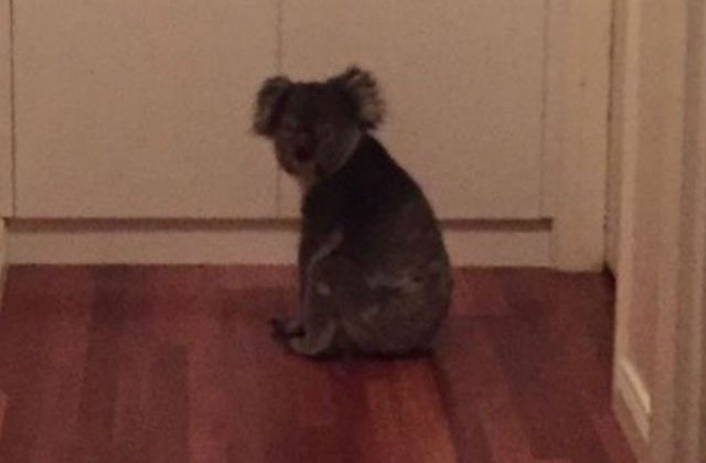 [VIDEO] S-a intamplat in Australia. O familie s-a trezit cu un urs Koala in casa