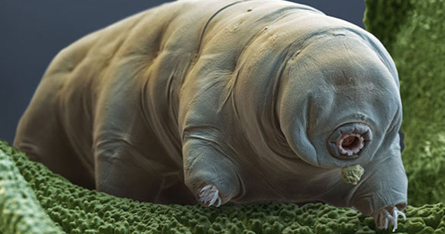 Misterul celor mai puternice animale din lume