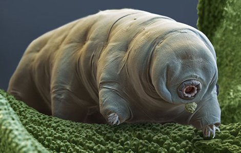 Misterul celor mai puternice animale din lume