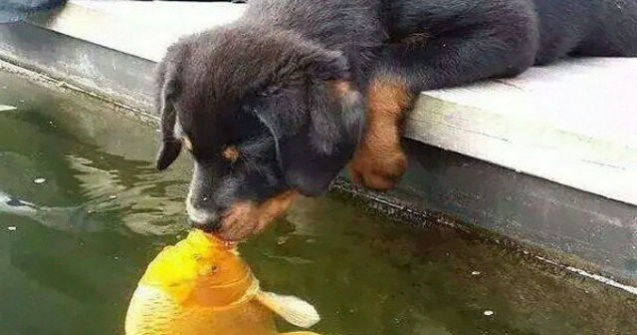 Cel mai dulce pupic! Un pui de catel saruta un peste