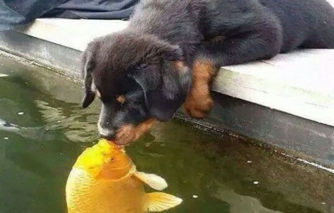Cel mai dulce pupic! Un pui de catel saruta un peste
