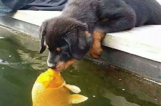 [FOTO] Cel mai dulce pupic! Un pui de catel saruta un peste