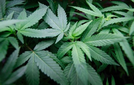 Americanii au votat pentru legalizarea marijuanei