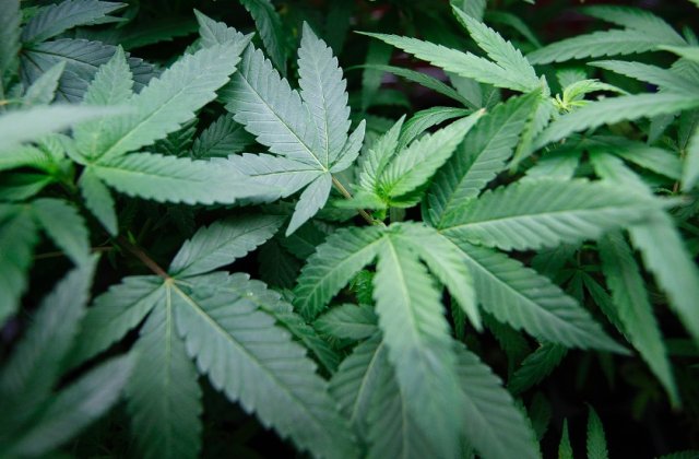 Americanii au votat pentru legalizarea marijuanei