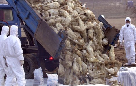 Gripa aviara se extinde din nou in Europa